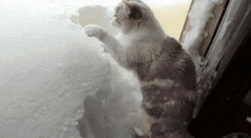 src=http___img.mp.itc.cn_upload_20170105_c1c29d777a044795a9dc0b4f91326567.gif&refer=http___img.mp.itc.gif