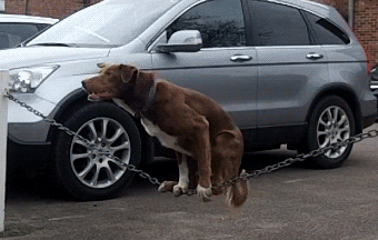 1640095726195470.gif src=http___pic.cjn.cn_tplh_201305_W020130531398994156224.gif&refer=http___pic.cjn.gif
