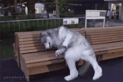 82f0698355.gif