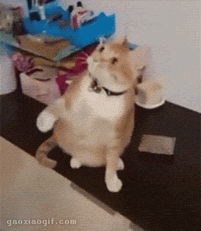 8b26a13a1f.gif