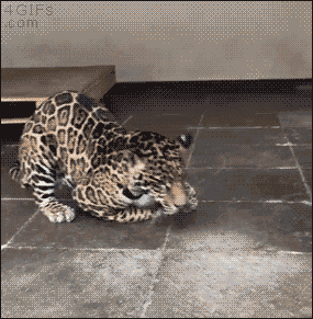 1640685347105213.gif 8eda97e895.gif