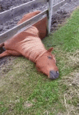 1640789697169809.gif 3a10f8c20f.gif