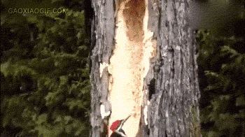 b083d080f1.gif