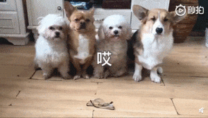 1645085106199331.gif ChMkJ1xqY6uIJr49AEJTbx9l4CIAAu9cgMG9fgAQlOH628.gif