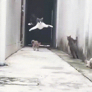 ChMkJ1xOuY2IRT4pADuDh9QkYiMAAunmgNGq9EAO4Of423.gif