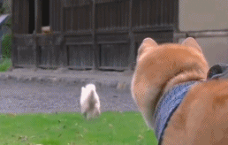 202111142019267350.gif
