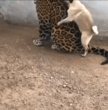 6.gif