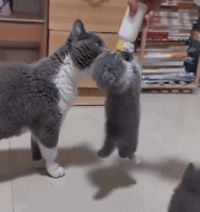 1.gif