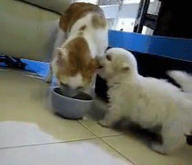201201132305529300.gif