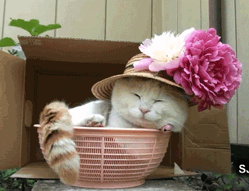 201201132307427274.gif