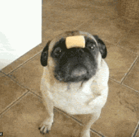 201201050859329899.gif