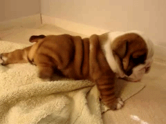 201202171919508441.gif