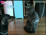 201202162311086817.gif