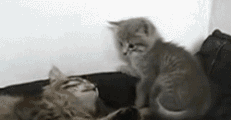 201201291309243858.gif