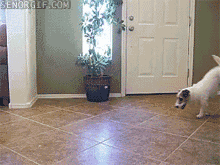 201201291243597870.gif