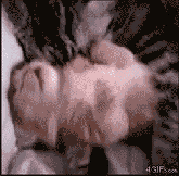 201201281109281701.gif