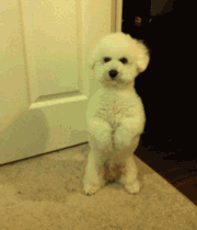 201201271607357701.gif