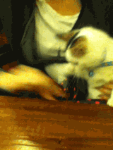 201201240037423878.gif