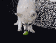 201201211241081918.gif