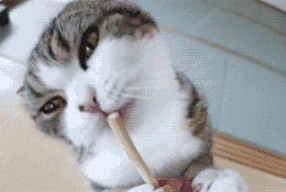 201201211236056793.gif
