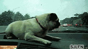 201201211234520324.gif