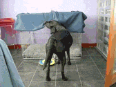 201201191911319379.gif