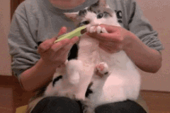 1651993284134192.gif 201201041056189701.gif