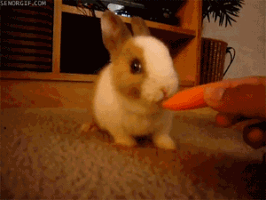 201201050906117378.gif