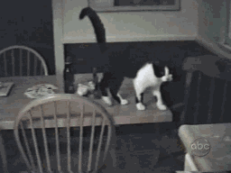 1652091239378784.gif 201112271736539552.gif