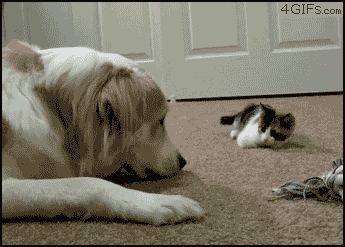 201112221056414600.gif