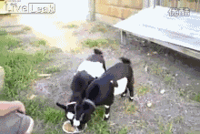 201112221055233586.gif