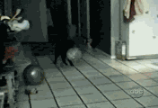 201112080642522408.gif