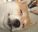 201111251647338149.gif