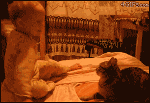 201111242151247033.gif