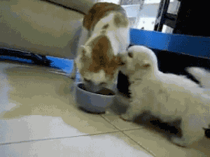 1652332424410931.gif 201111081230560304.gif