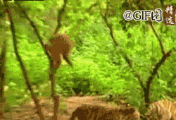 201111081102137998.gif