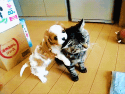 201111061336546000.gif
