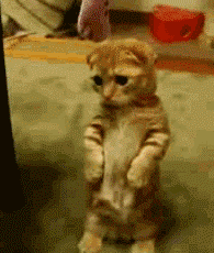 201110131234445792.gif
