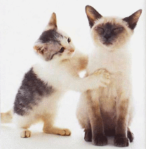 201110131233391054.gif