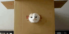 201109141306475104.gif