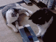 1653020480170131.gif 201108051052426252.gif