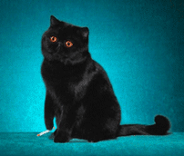 201107312125555566.gif