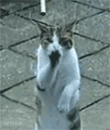 201107290950511729.gif