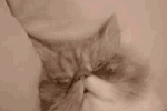 201107211803544932.gif