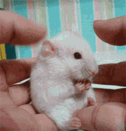 201107200904082411.gif