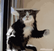 201107190006295689.gif