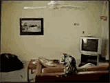 201107190005218203.gif