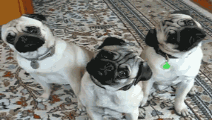 201107190004005027.gif