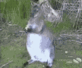 201107180933598913.gif