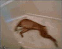 201107180932369555.gif